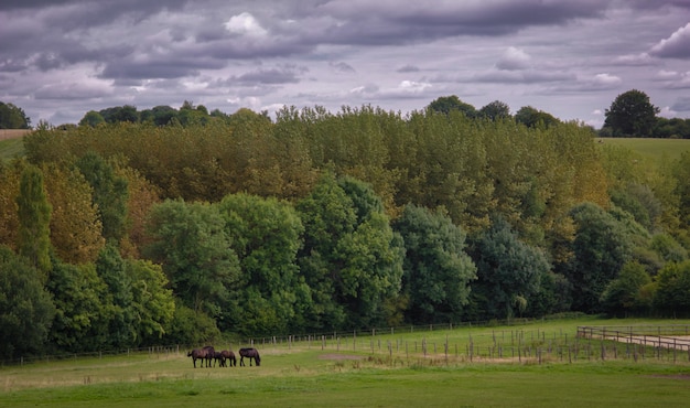 Paisagem francesa no verão