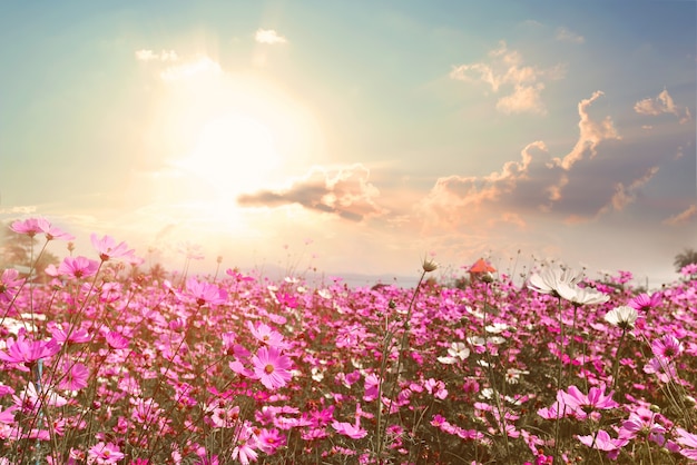 Paisagem fundo natural do lindo campo de flores do cosmos rosa e vermelho com luz do sol. tom de cor vintage