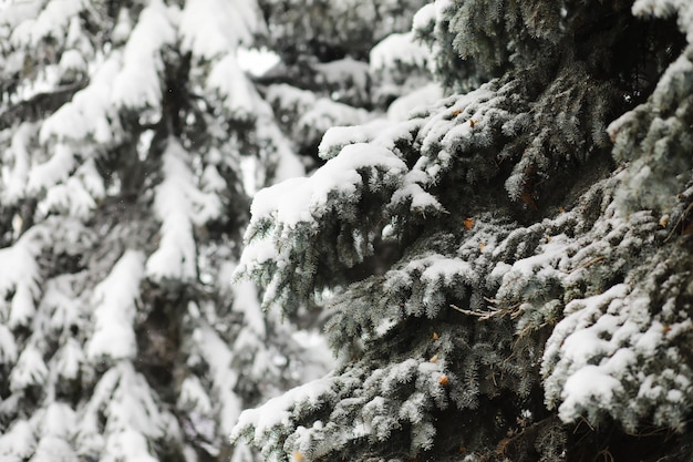 Paisagem gelada de neve de inverno A floresta está coberta de neve Geada e nevoeiro no parque