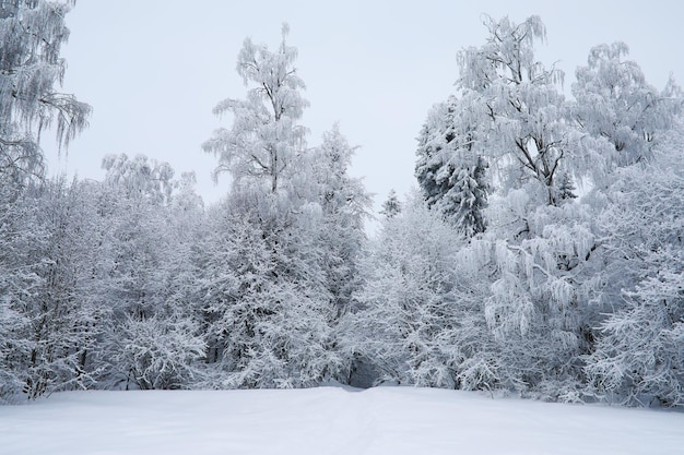 Paisagem gelada de neve de inverno A floresta está coberta de neve Geada e nevoeiro no parque