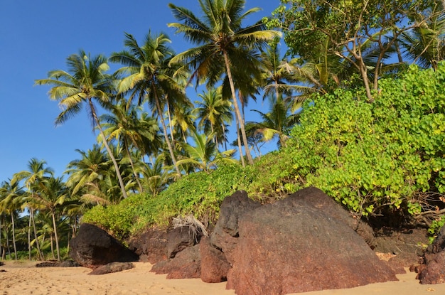 paisagem goa