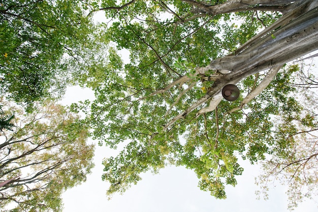 paisagem, grande árvore na floresta