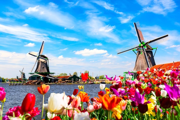 Paisagem holandesa da primavera. canteiro de flores de tulipas coloridas desabrochando contra o rio e os moinhos de vento. aldeia de zaanse schans na holanda.