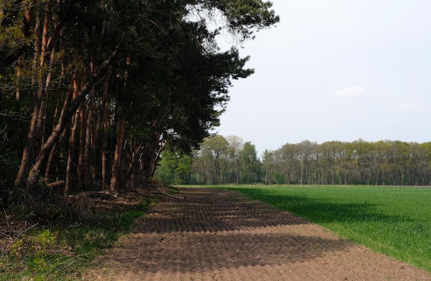 Paisagem holandesa em um dia nublado na primavera