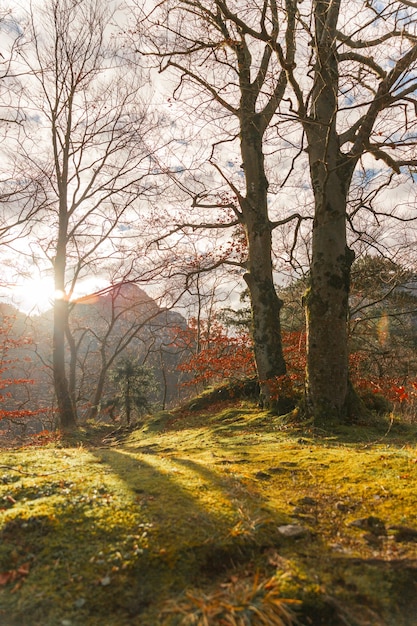 Paisagem idílica de woodland ao ar livre