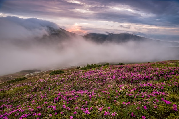 Paisagem incrível com flores na montanha e céu majestoso