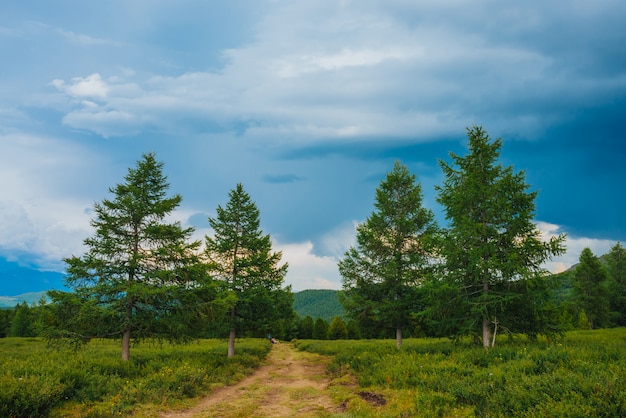 Paisagem incrível com trilha perto de árvores coníferas nas montanhas