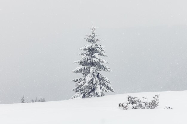 Paisagem incrível com uma árvore nevada solitária