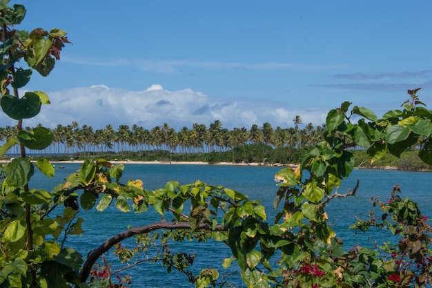 Paisagem incrível da praia e uma árvore em um dia ensolarado