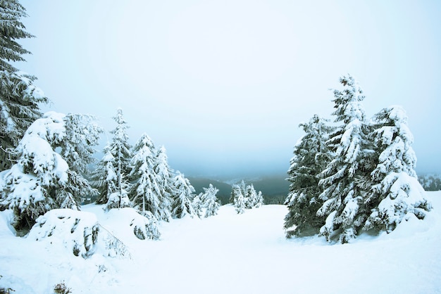 Paisagem incrível de inverno com pequenos abetos nevados