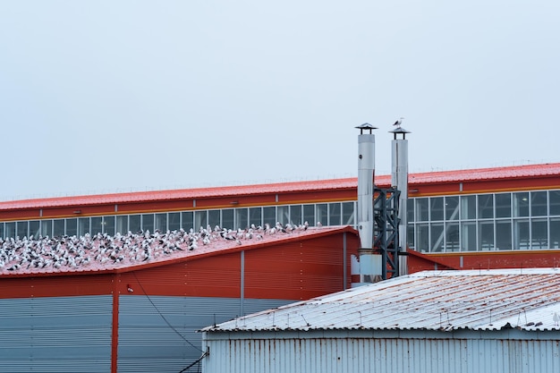 Paisagem industrial muitas gaivotas sentam-se no telhado de uma fábrica de processamento de peixe