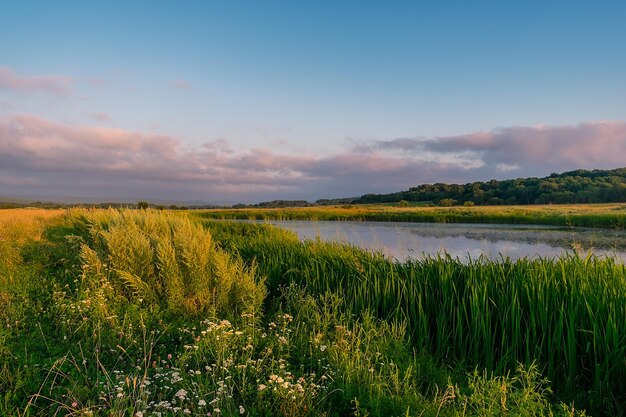 Foto paisagem inspiradora um lago com densos matas de flores e ervas silvestres