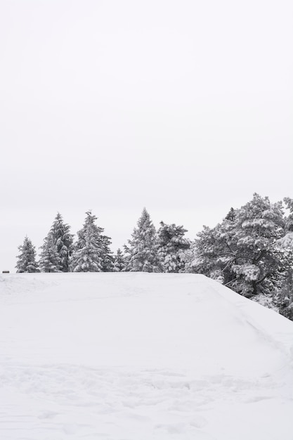 Paisagem inverno, com, nevado, árvores