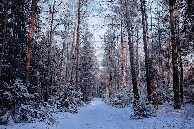 Paisagem inverno floresta sombria, paisagem sazonal neve na natureza da floresta