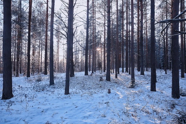 paisagem inverno floresta sombria, paisagem sazonal neve na natureza da floresta