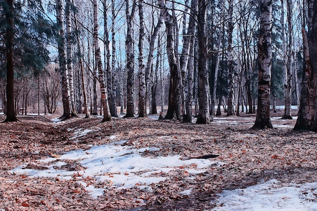 paisagem inverno floresta sombria, paisagem sazonal neve na natureza da floresta