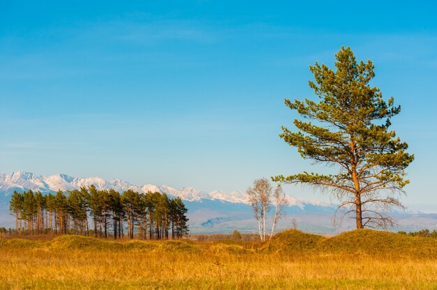 Paisagem linda primavera das montanhas ocidentais de sayan.