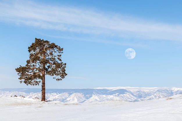 Paisagem lunar minimalista de inverno Abeto solitário contra o pano de fundo das montanhas