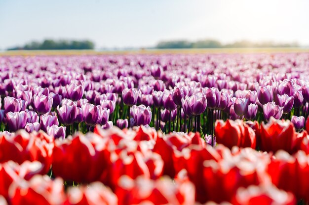 Paisagem mágica com campos fantásticos de lindas tulipas na Holanda na primavera