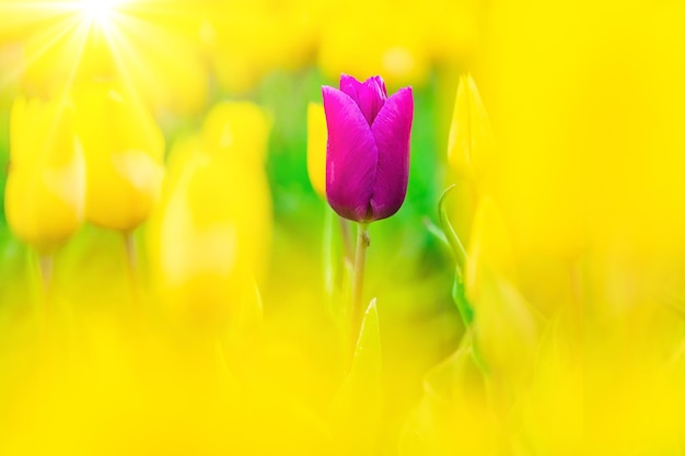 Paisagem mágica com fantástico campo de tulipas bonitas na holanda na primavera florescendo multicolorida