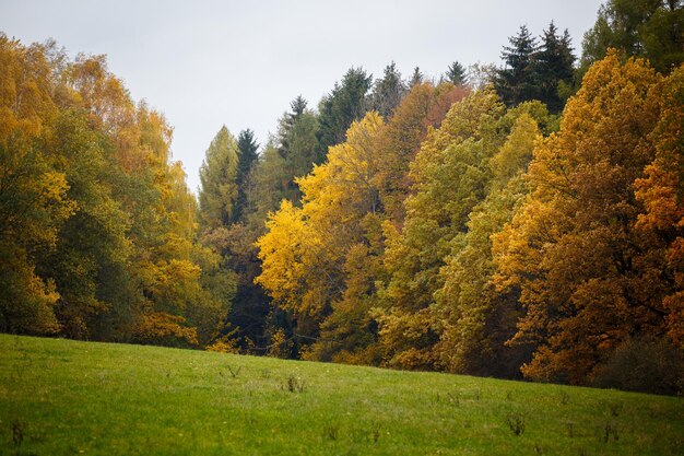 Paisagem majestosa com folhas de outono na floresta