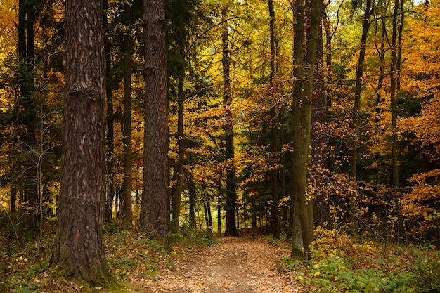 Paisagem majestosa com folhas de outono na floresta