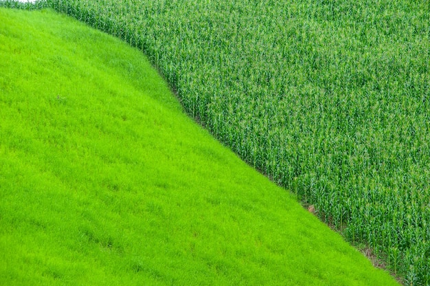 Foto paisagem maravilhosa de campo de milho em fazenda sustentável de pequena escala