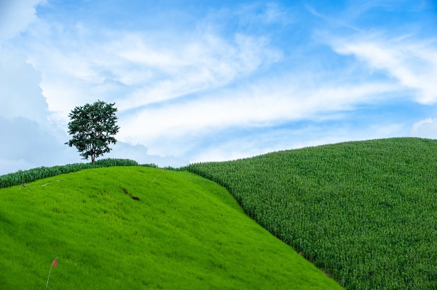 paisagem maravilhosa de campo de milho em fazenda sustentável de pequena escala