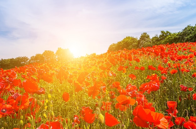 Paisagem maravilhosa durante o nascer do sol Papoilas vermelhas florescendo no campo contra o sol céu azul Flores silvestres na primavera Bela paisagem natural no verão