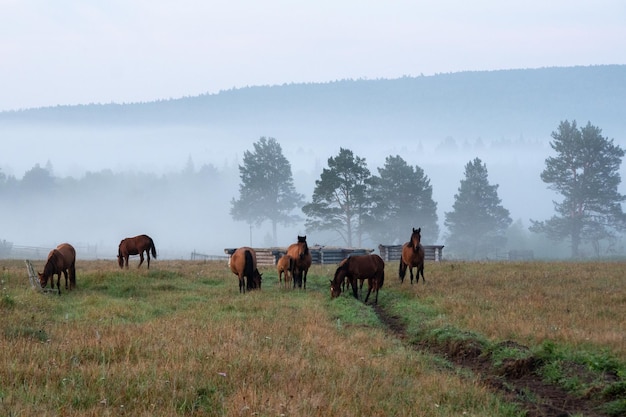 Paisagem matinal com cavalos pastando no pasto no nevoeiro ao fundo árvores azuis e montanhas azuis