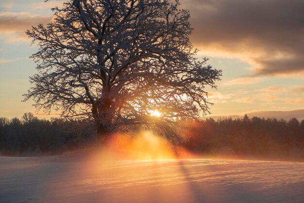 Foto paisagem matinal de inverno com árvores congeladas, estrada nevada, neve e neblina, bela vista para o campo