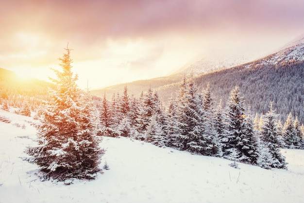 Paisagem misteriosa do inverno com nevoeiro, montanhas majestosas