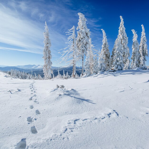 Paisagem misteriosa do inverno majestosas montanhas