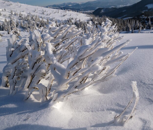 Paisagem montanhosa calma de inverno matinal com belas árvores de geada e montes de neve na encosta