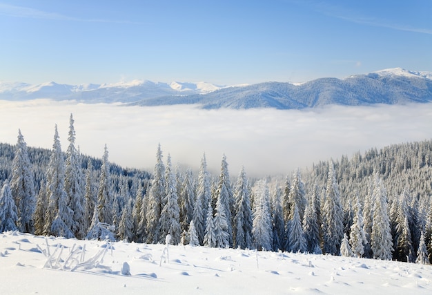 Paisagem montanhosa calma no inverno com alguns troncos cobertos de neve na vanguarda (vista da estação de esqui Bukovel (Ucrânia) até o cume Svydovets)