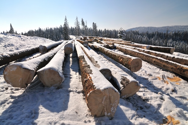 Paisagem montanhosa com árvores nevadas e troncos