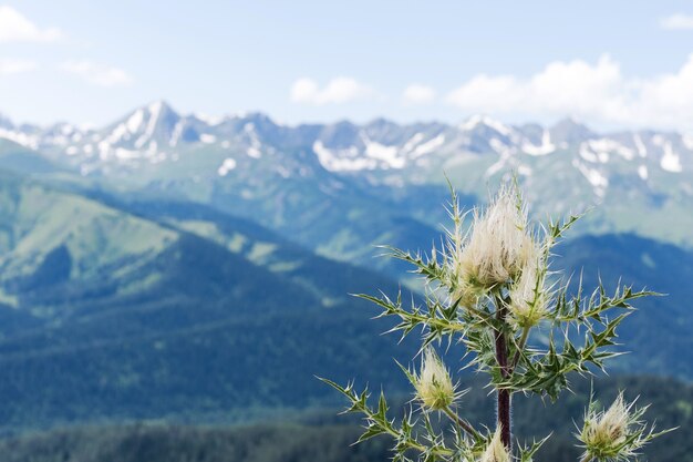 Paisagem montanhosa com céu azul e montanhas do Cáucaso no verão