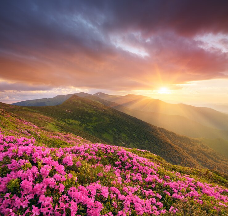 Foto paisagem montanhosa com flores cor de rosa ao pôr do sol