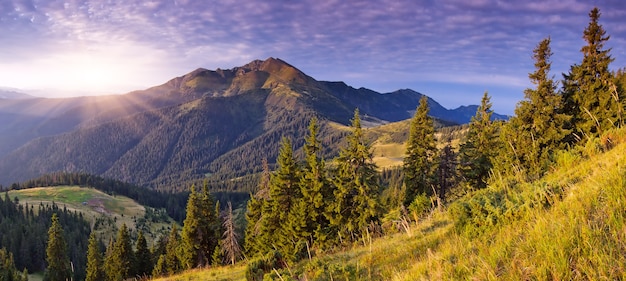 Paisagem montanhosa com floresta de abetos