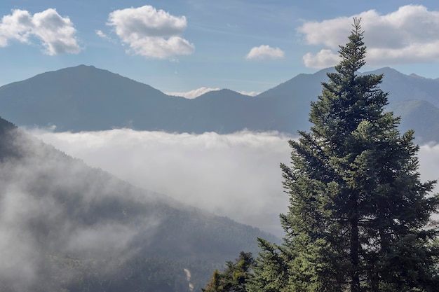 Paisagem montanhosa com neblina e abetos