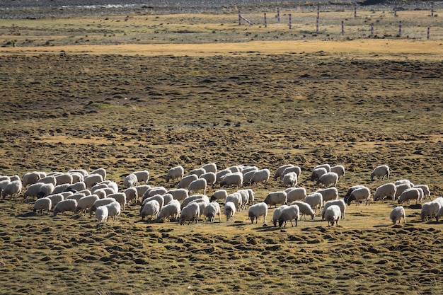 Paisagem montanhosa com ovelhas pastando