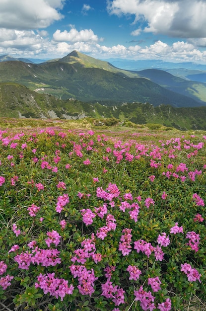 Paisagem montanhosa com prado florescendo. Flores de rododendro rosa de verão. Montanhas dos Cárpatos, Ucrânia