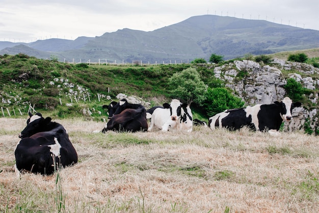 Paisagem montanhosa com vacas