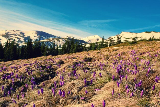 Paisagem montanhosa da primavera com açafrões violetas florescendo no prado Floresta verde e nuvens estão no fundo