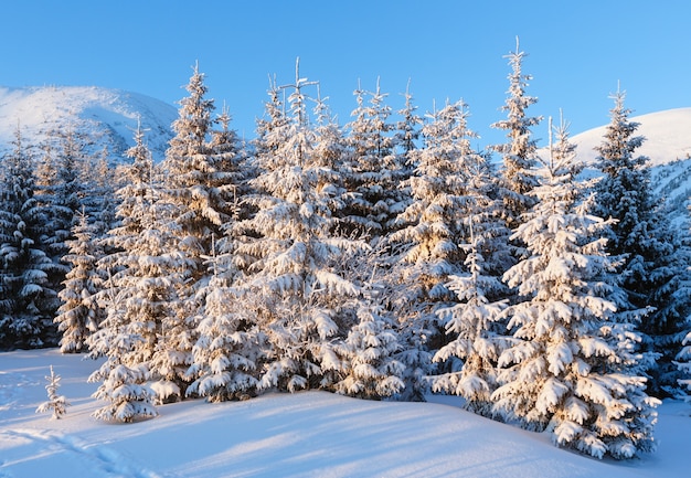 Paisagem montanhosa de inverno com pinheiros cobertos de neve à luz do nascer do sol