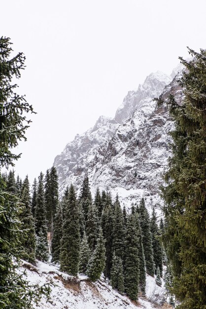 Foto paisagem montanhosa de inverno com pinheiros