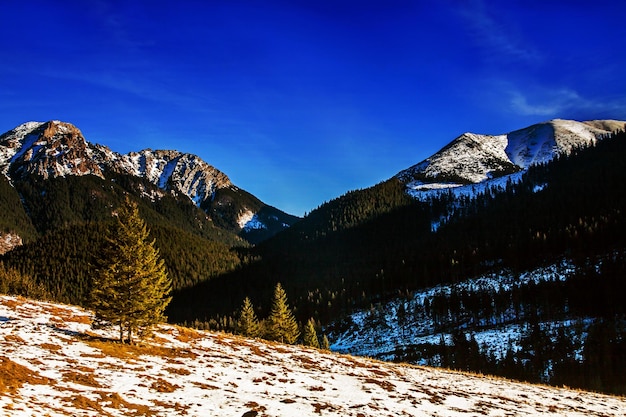 Paisagem montanhosa de neve com pinheiros