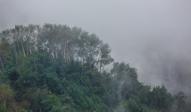 Paisagem montanhosa de nevoeiro com pinheiros