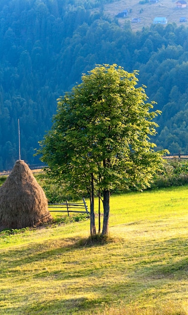 Paisagem montanhosa de verão com palheiro e árvore solitária