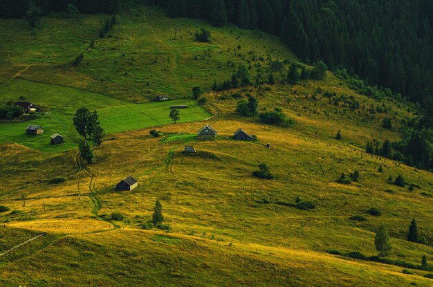 Paisagem montanhosa dos Cárpatos com árvore